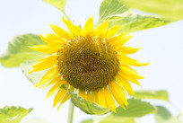 ̫������