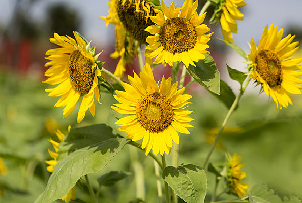 ̫��������