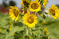 ̫��������