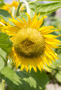 ̫�����ز�