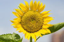  ̫������д