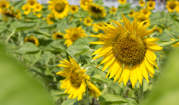 ���Ŀ���