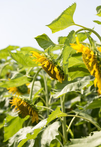 ����̫����