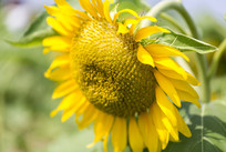 ���ʢ�������տ�