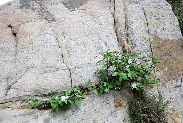 ��Ȼ����ʯ��������