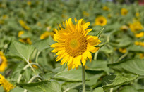  ���տ�����