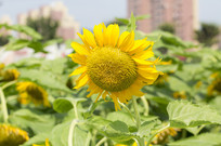  ���տ�����