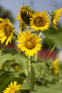 ���տ�����