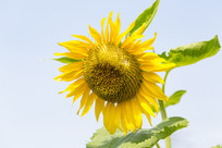 ������ʢ��