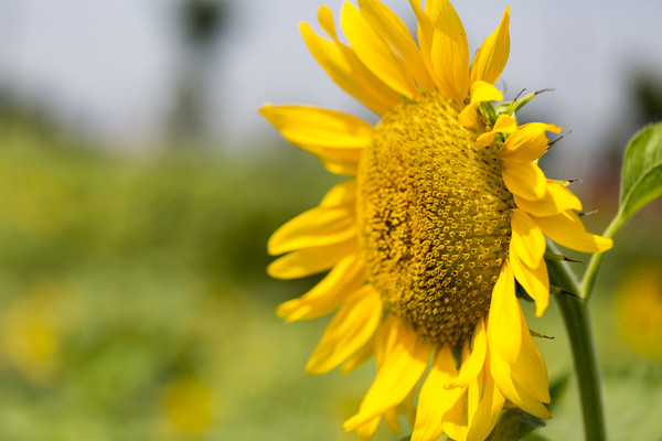 һ���ƵĿ���