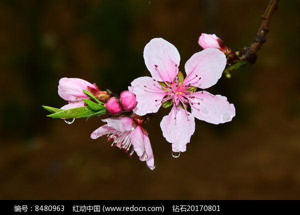 雨后桃花特写图片