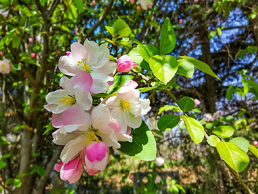 ���Ļ���