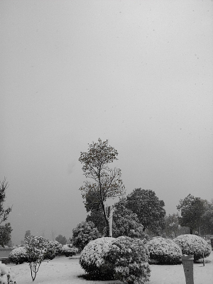 ����ѩ��