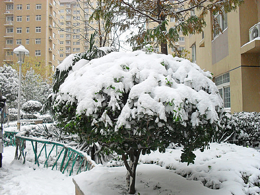 ��ѩ���ǵĳ�����