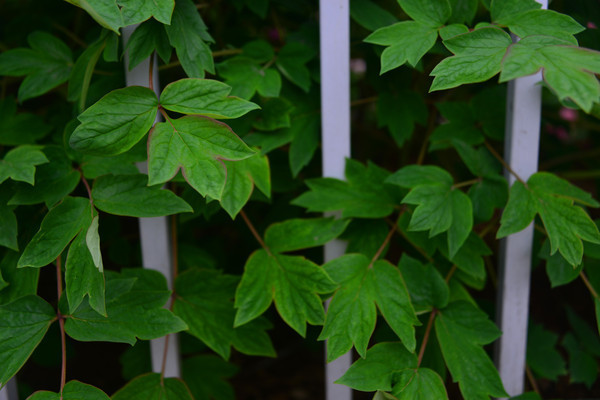 ����դ�������Ҷ