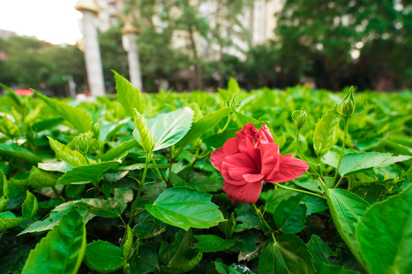 ���Ҷ��ֲ��