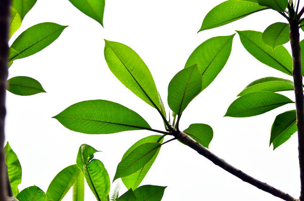 ��ɫ��Ҷ����ͼƬ