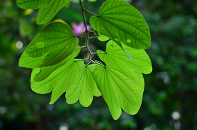 ��ҶҶ��ͼƬ