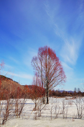 雪原紅柳