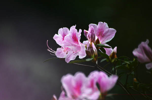 һ�������Ķž黨