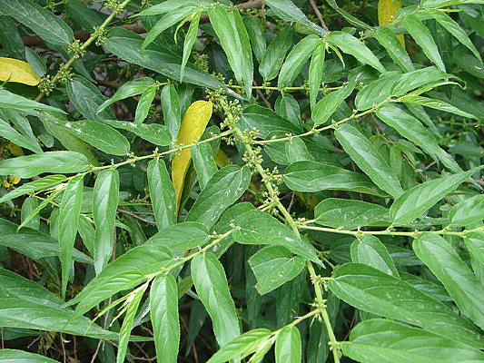 �ܿ�ֲ������ɽ����