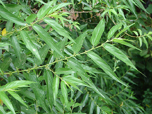 ����ɽ������Ҷ