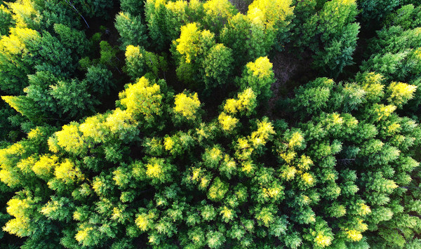 ��ɫ���� 