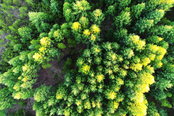 ��ɫ���� �����ģ� 