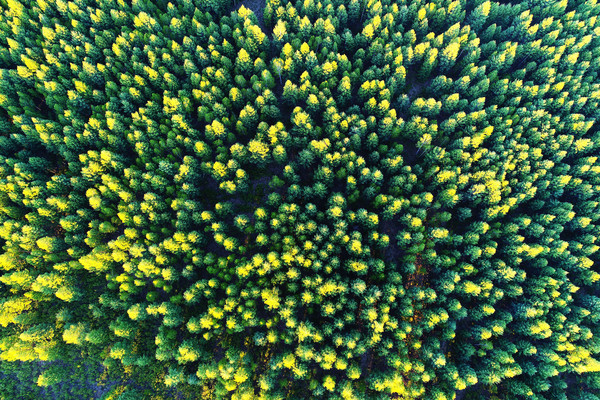 ��ɫ�ֺ����� �����ģ�