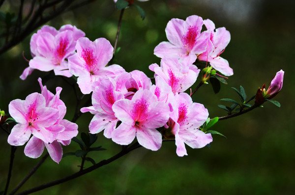 �ž黨����