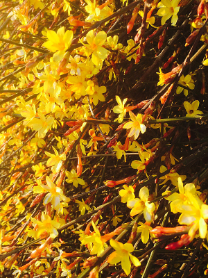 ���ӭ����