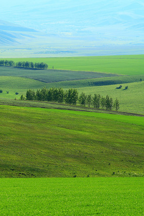 ��ɫ��Ұ��� 