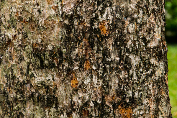 â����Ƥ����