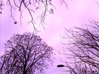 ������֦