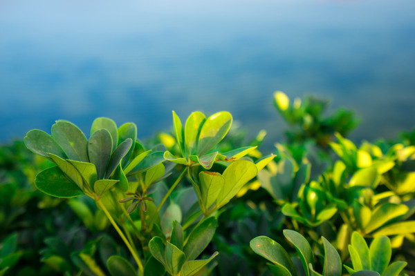 ���ߵ�ֲ��