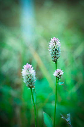 ����Ȼ�Ļ���