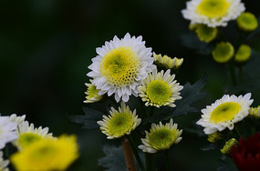 ��ɫ���������ľջ�