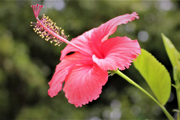 ����ȻҰ������