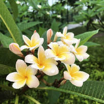 ���ŵ�����