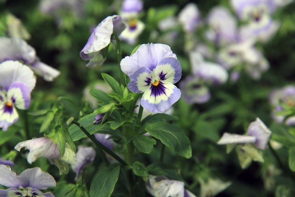 ��ɫ����