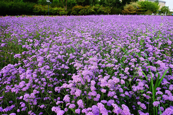 ��Ҷ���޲� 