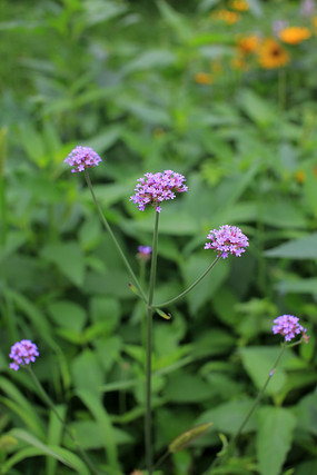 ���޲���д