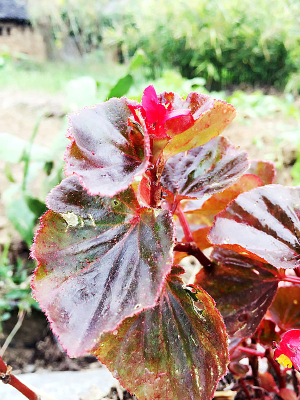 ��Ҷ�ӵ�Ұ��