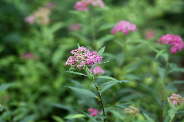 �ۻ����߾�