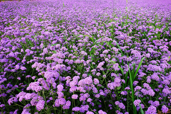 ԰����ֲ����Ҷ���޲� 