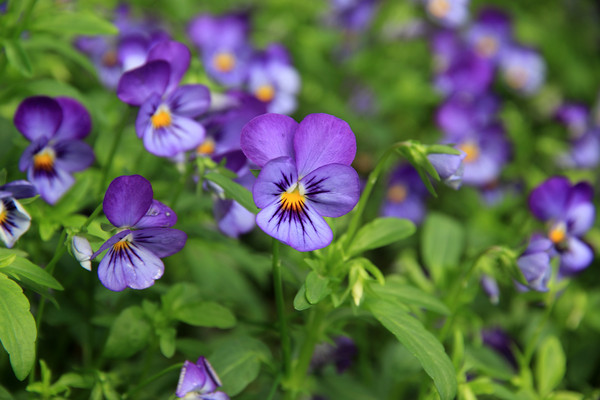 ��ɫ����