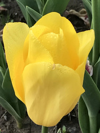 ƴ