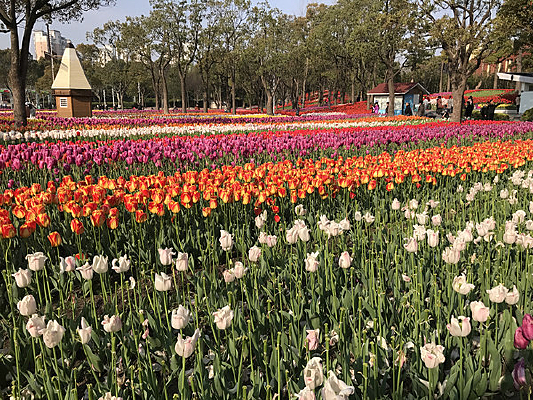 �����㻨��