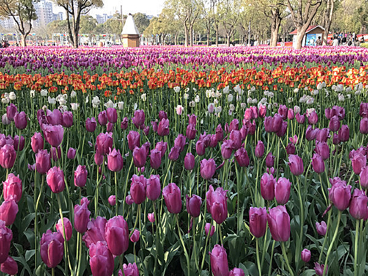 �����㻨��