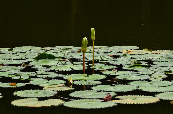 �����ط羰ͼƬ